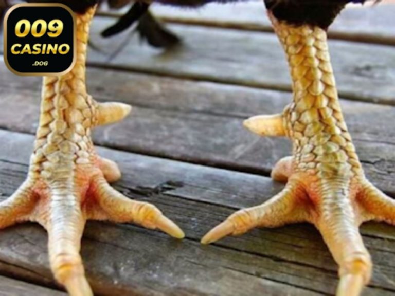 Vảy gà Huyền Trâm – Cách nhận biết gà có vảy Huyền Trâm Vảy gà Huyền Trâm – Cách nhận biết gà có vảy Huyền Trâm